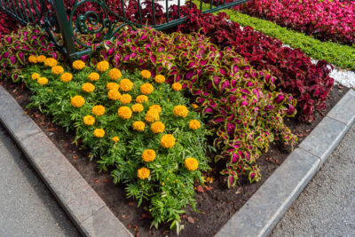 Seasonal garden planting services in Waterloo Region