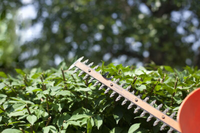 Shrub trimming and pruning services in Cambridge Ontario
